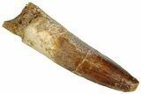 Fossil Spinosaurus Tooth - Real Dinosaur Tooth #324858-1